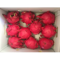 紅龍果大顆10斤(季節限定)